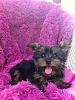 I just got my second yorkie-gus.jpg