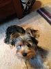 Yorkie body length and weight question-image.jpg