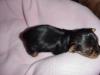 Question about RUNT puppy of Bitsy's.-mvc-008f.jpg