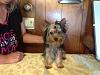 Soon To Be Yorkie Mommy -Help Please!!!-img_3554.jpg