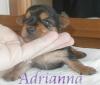 Adrianna is 2 weeks old!!!!-adrianna2wks.jpg