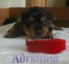 Adrianna is 2 weeks old!!!!-adrianna2wks2.jpg