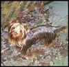 Pet Silk vs. Yorkie Splash and Shine vs. Espree vs. Isle Of Dogs-003.jpg