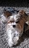 Pet Silk vs. Yorkie Splash and Shine vs. Espree vs. Isle Of Dogs-pip.jpg