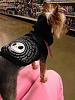 Petsmart has some great clothes!!-p12.jpg