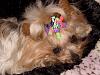 ***What's Your Yorkie's Very Favorite Spot?***-lexie-smoosh-faced-bed.jpg