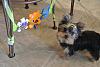 Yorkie tricks-084.jpg