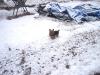 Yorkies and snow-snowdogs-004.jpg