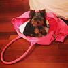 I pick up my puppy Sunday :)-photo-1.jpg