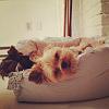 I pick up my puppy Sunday :)-photo-2.jpg