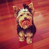 I pick up my puppy Sunday :)-photo-4.jpg