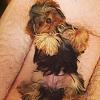 I pick up my puppy Sunday :)-photo-2.jpg