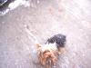 Yorkies and snow-snowdogs-006.jpg