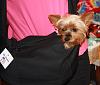 What size Cuddle Up dog sling do you have?-maggie_sling.jpg