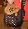 What size Cuddle Up dog sling do you have?-pom_sling.jpg