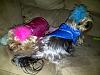 Bows for boys?-brody-mia-jackets-boas-2-20111224-00207-800x600.jpg