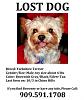 Lost My Yorkie Toy Sized Male 4 lbs.-lost-dog.jpg