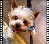 Lost My Yorkie Toy Sized Male 4 lbs.-img_4737.jpg