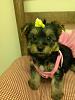 Soon to be firsat time yorkie owner, would like a few pointers.-1005131232a.jpg