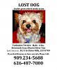 Lost My Yorkie Toy Sized Male 4 lbs.-lost-dog1.jpg