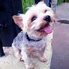 Lost My Yorkie Toy Sized Male 4 lbs.-1069229_10151558810706961_805590804_n.jpg