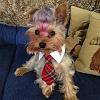 Yorkie with dyed hair!-bd4a023832bf11e39dfe22000ab6850c_8.jpg