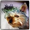 Yorkie with dyed hair!-4c4275869e7511e2a12822000a9f18f6_7.jpg