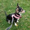 We've Adopted a Rescue Pup-bella1.jpg