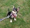 We've Adopted a Rescue Pup-bella2.jpg
