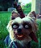 Zombie Yorkie!-photo-20-.jpg