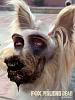 Zombie Yorkie!-image.jpg