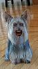 Zombie Yorkie!-20130919-181932.jpg