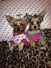 Who doesn't love a yorkie in pajamas? :)-image.jpg