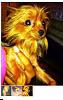 Stolen yorkie! Dfw-1.jpg