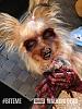 Zombie Yorkie!-zombi1.jpeg