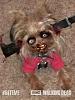 Zombie Yorkie!-zombi2.jpeg