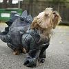 YorkieTalk Ninth Annual Halloween Contest (2013) - Submission thread!-user19238773_pic123014_1351749776.jpg