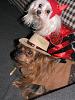 YorkieTalk Ninth Annual Halloween Contest (2013) - Submission thread!-doghalloweencostumes2013-064.jpg