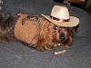 YorkieTalk Ninth Annual Halloween Contest (2013) - Submission thread!-doghalloweencostumes2013-080.jpg