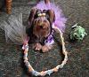 YorkieTalk Ninth Annual Halloween Contest (2013) - Submission thread!-rapunzel2.jpg