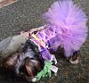 YorkieTalk Ninth Annual Halloween Contest (2013) - Submission thread!-rapunzel3.jpg