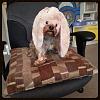 YorkieTalk Ninth Annual Halloween Contest (2013) - Submission thread!-a40fb924-8c75-43ac-a74f-990157be8493.jpg