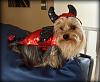 YorkieTalk Ninth Annual Halloween Contest (2013) - Submission thread!-halloween-2013.jpg