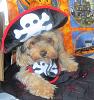 YorkieTalk Ninth Annual Halloween Contest (2013) - Submission thread!-chewie-pirate.jpg