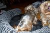 Happy 6th Birthday Lola-dscn3948-200x131-.jpg