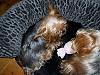 Happy 6th Birthday Lola-dscn3959-200x150-.jpg