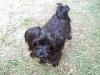 New puppy...Morkie Girl! Questions-image.jpg
