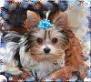 How Much is YOUR Yorkie Worth?-oreo-fix-2.jpg