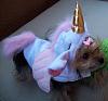 YorkieTalk Ninth Annual Halloween Contest (2013) - Submission thread!-halloween-2013-022edit.jpg
