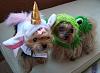 YorkieTalk Ninth Annual Halloween Contest (2013) - Submission thread!-halloween-2013-023.jpg